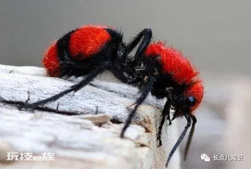 世界十大怪虫排行榜(世界上十大最奇怪的昆虫排名)-图片5